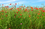 Poppies in a grain field