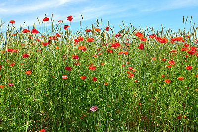 Buy stock photo A  photo of poppies in the countryside in early summer - Denmark