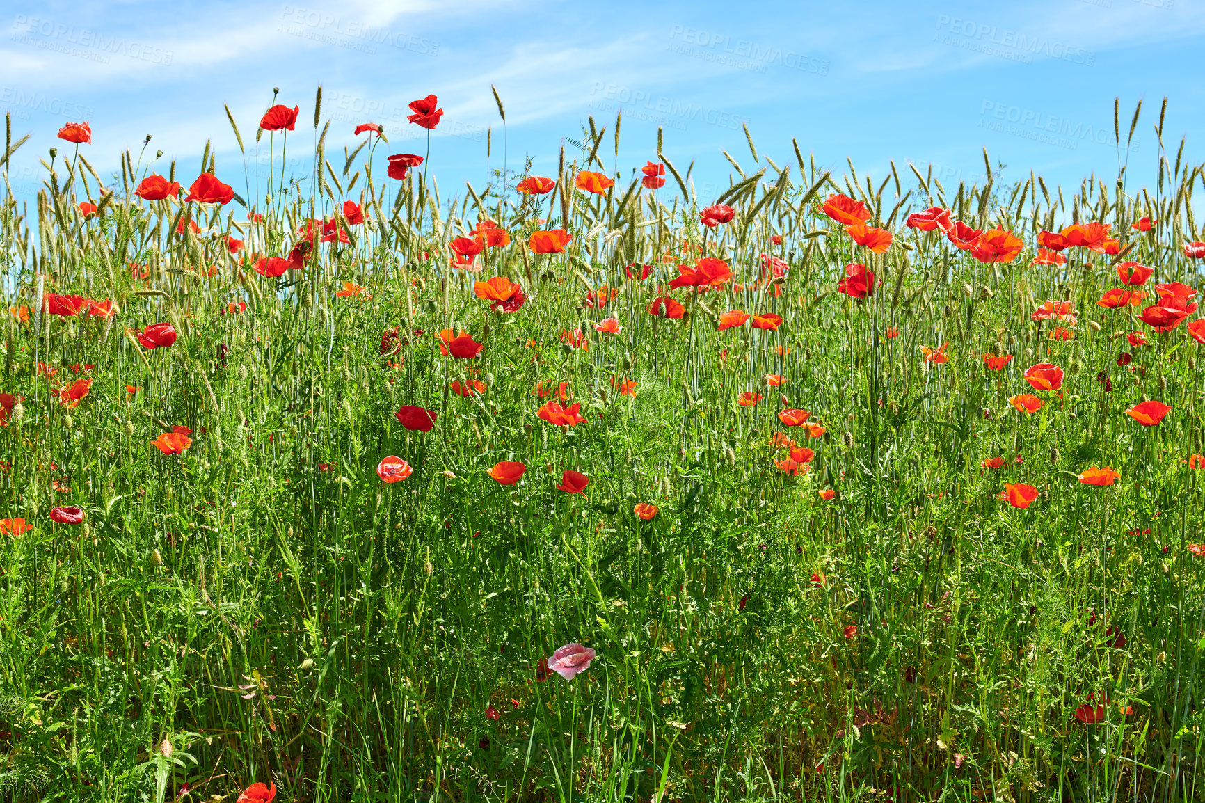 Buy stock photo A  photo of poppies in the countryside in early summer - Denmark