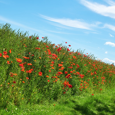 Buy stock photo A  photo of poppies in the countryside in early summer - Denmark