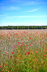 Poppies