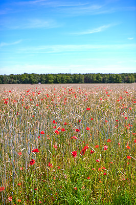 Buy stock photo Poppies in a grain field
