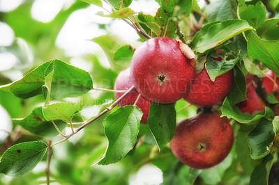 Buy stock photo A photo of taste and beautiful red apples