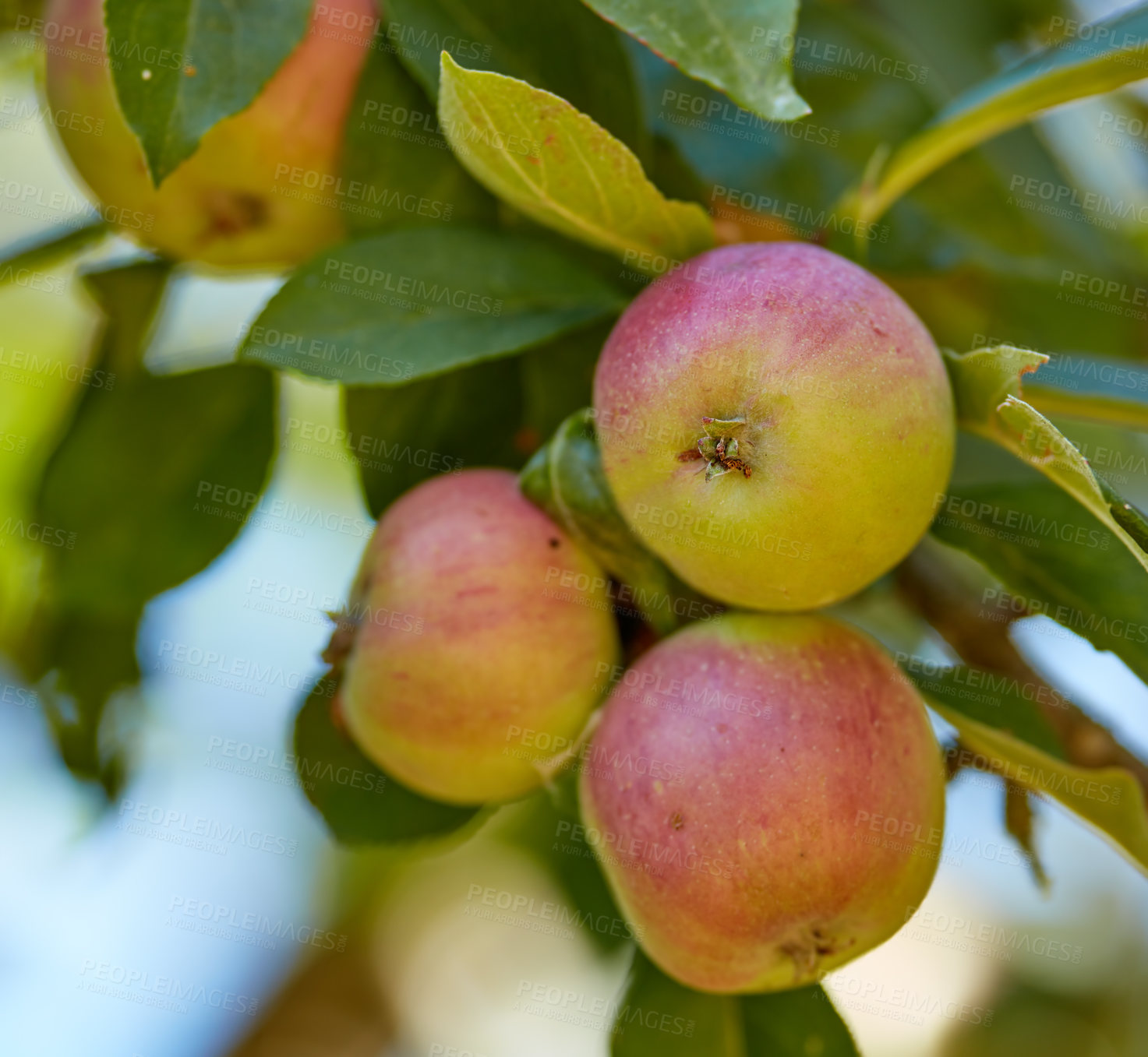 Buy stock photo A photo of taste and beautiful red apples