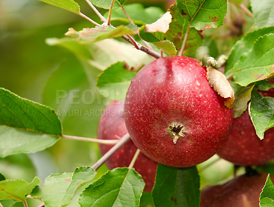 Buy stock photo A photo of taste and beautiful red apples
