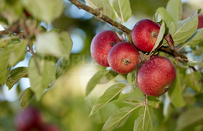 Buy stock photo A photo of taste and beautiful red apples