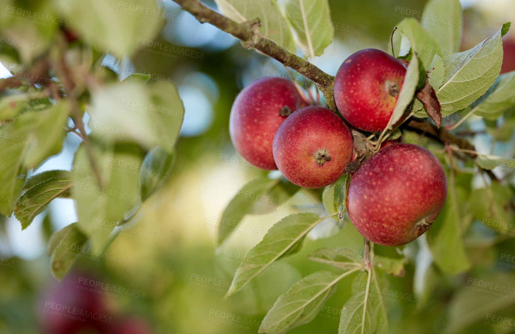 Buy stock photo A photo of taste and beautiful red apples