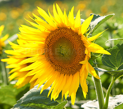 Buy stock photo One sunflower growing in a field against a blurred nature background in summer. A single yellow flowering plant blooming on a green field in spring. Closeup of a flowerhead blossoming in a garden