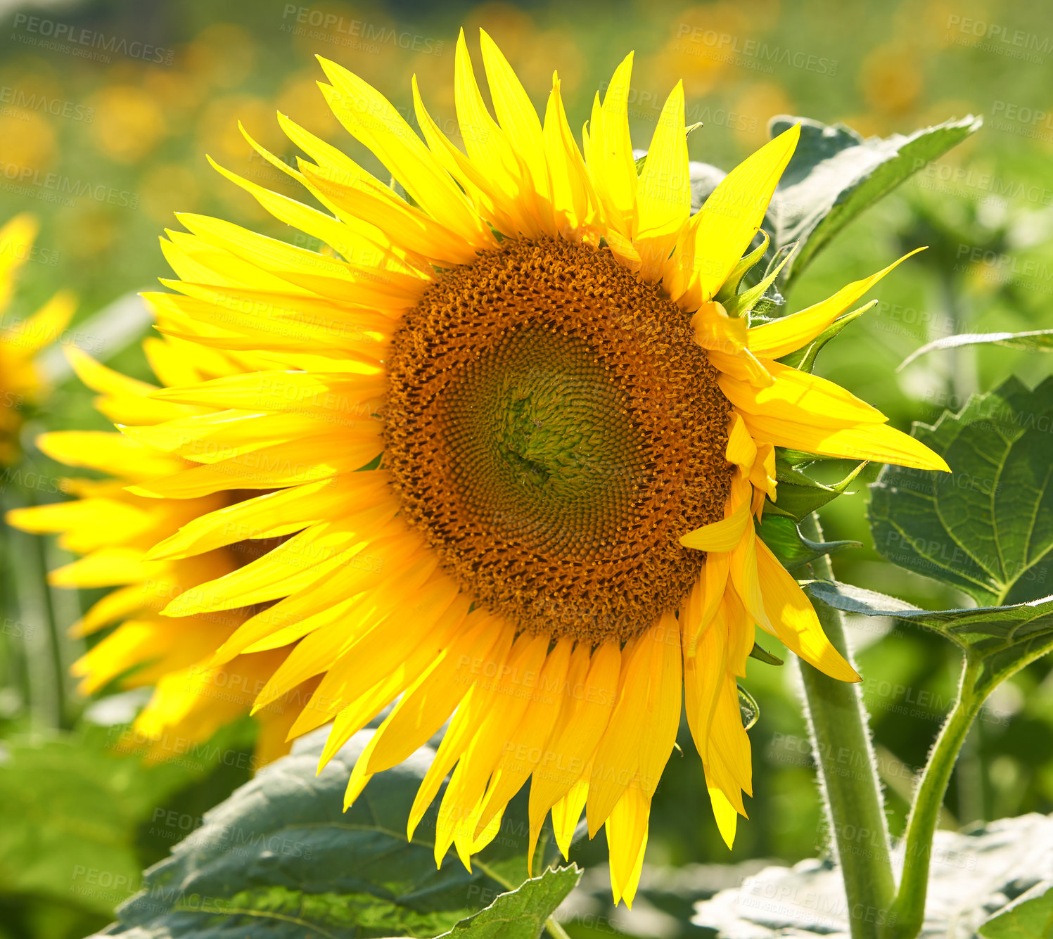 Buy stock photo One sunflower growing in a field against a blurred nature background in summer. A single yellow flowering plant blooming on a green field in spring. Closeup of a flowerhead blossoming in a garden