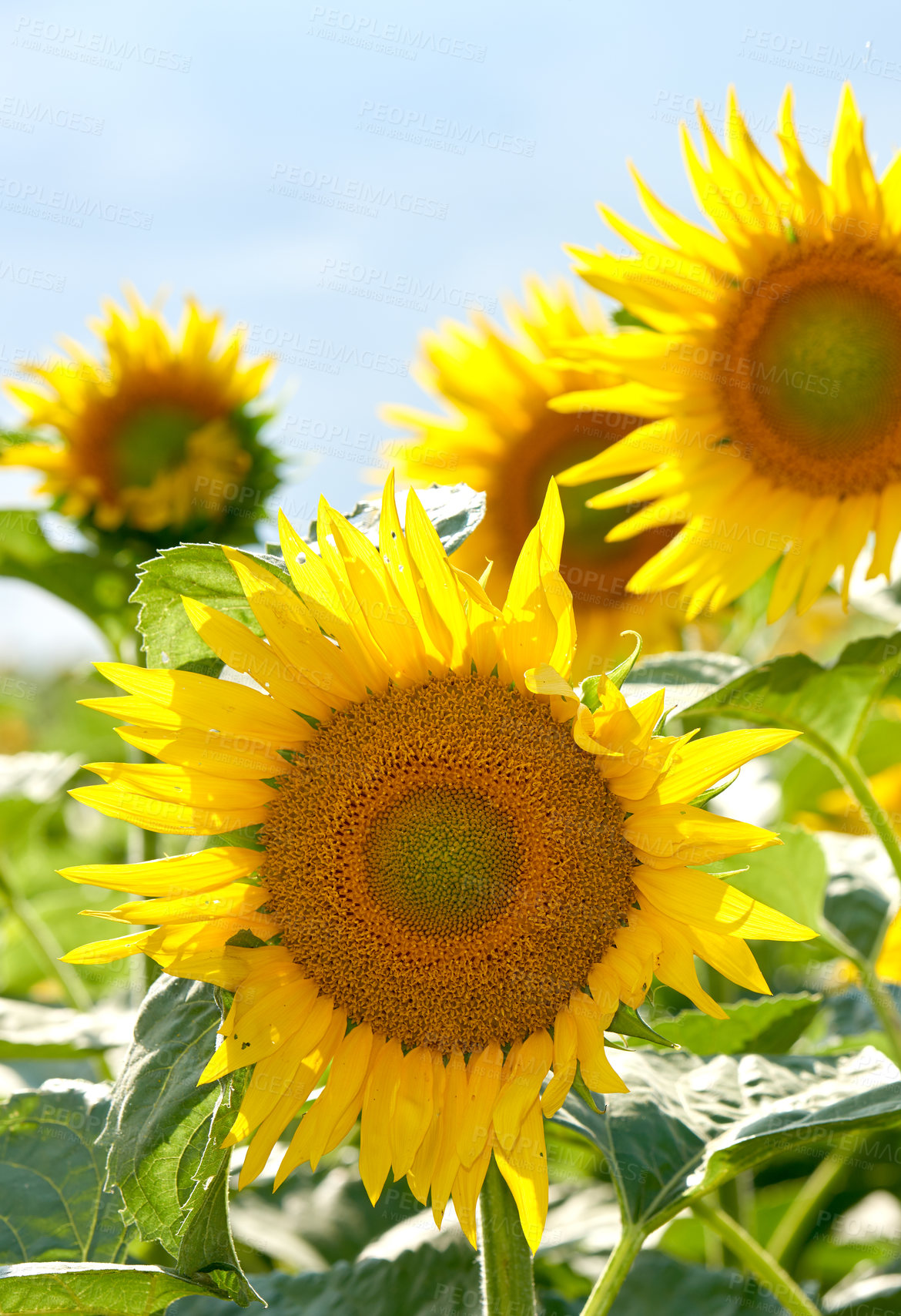 Buy stock photo Bright yellow sunflowers growing on a farm ready for harvest, sunflower oil production. Zoom in on seasonal yellow flowers growing in a field or garden. Detailed pattern of a flowerhead in nature