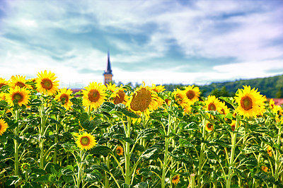 Buy stock photo Sunflowers on a sunny day