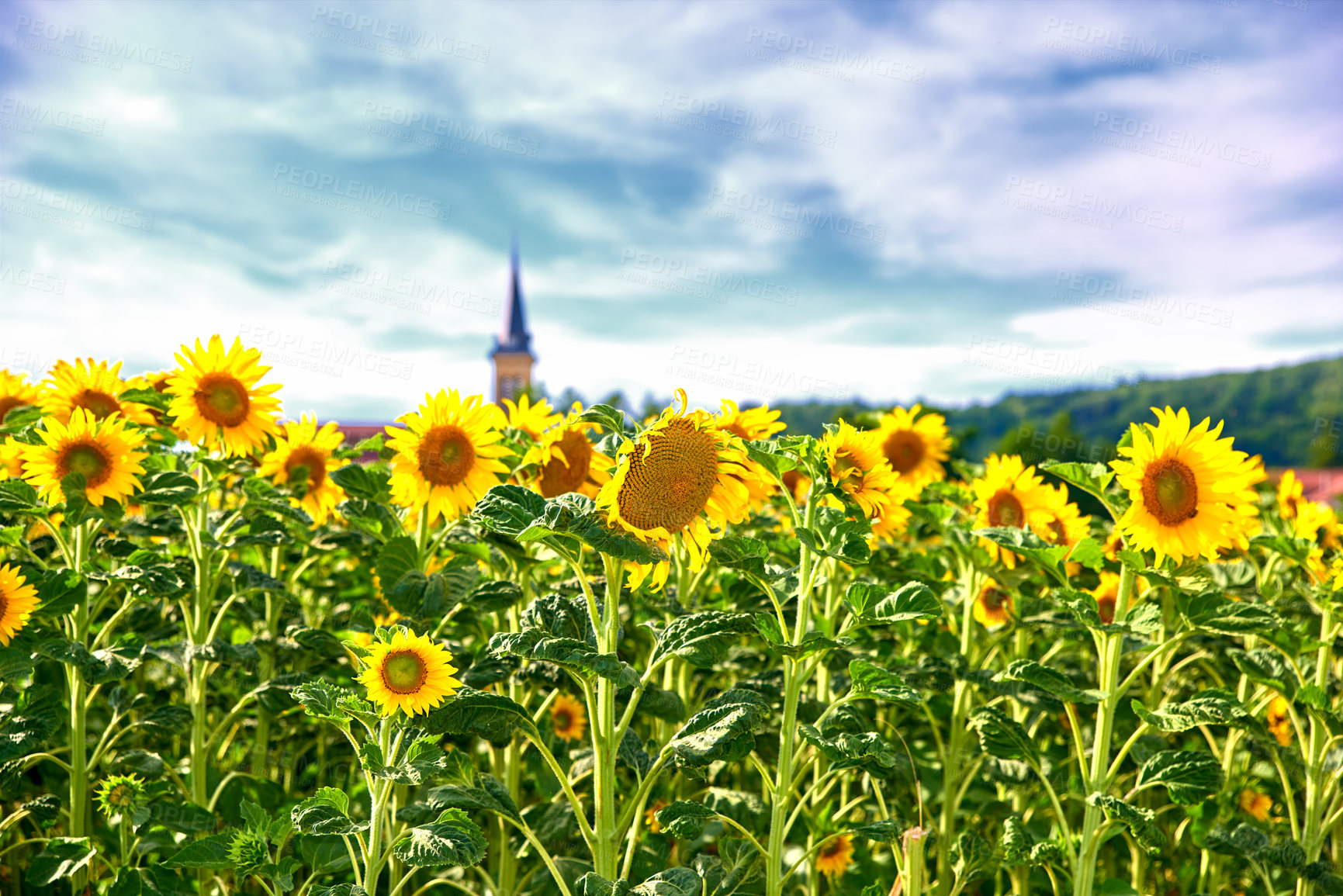 Buy stock photo Sunflowers on a sunny day