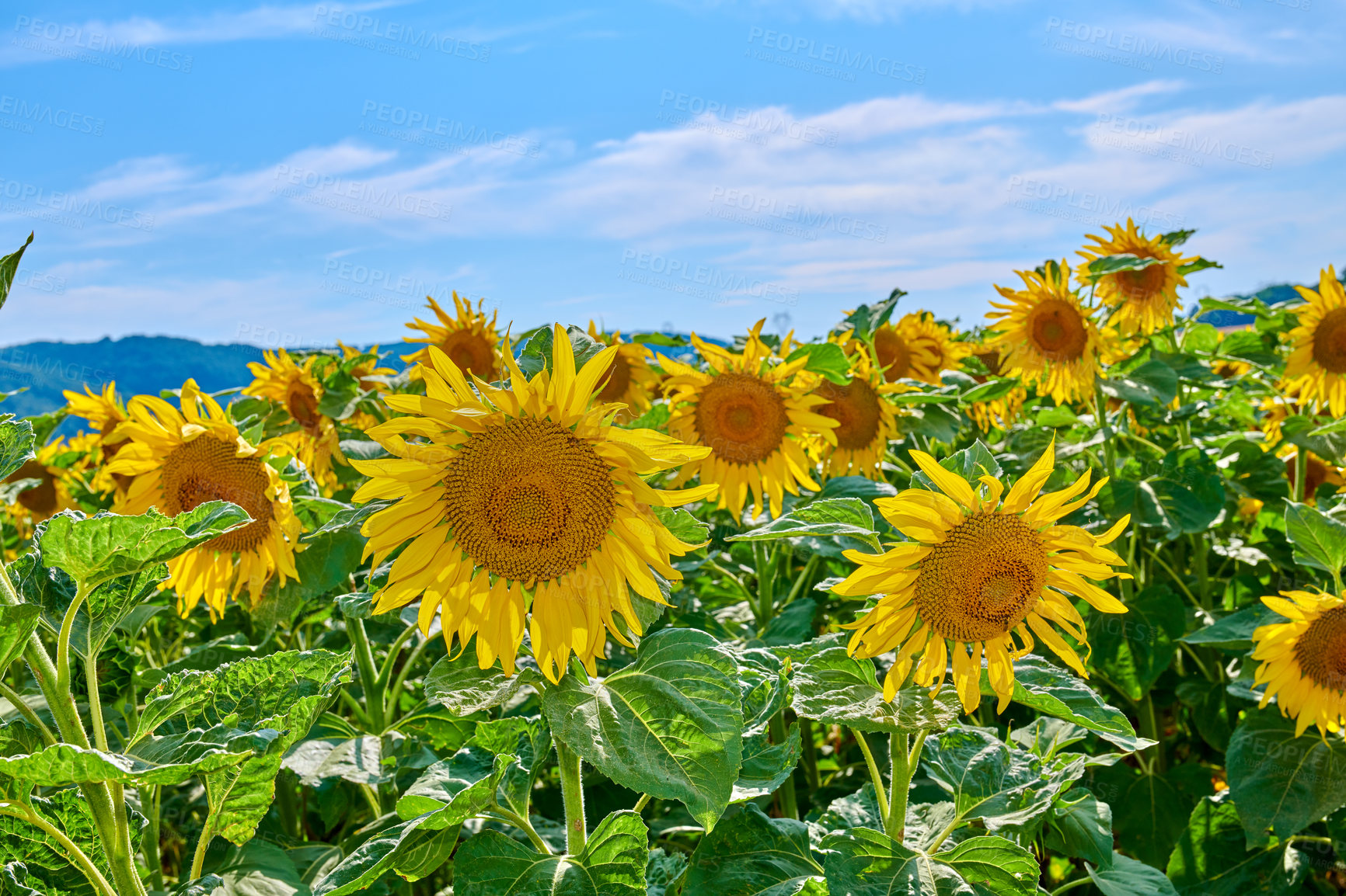 Buy stock photo Landscape scenic view of sunflowers growing in a remote countryside field with blue sky, clouds and copy space. Agriculture farming of oilseed plants used in the food industry to produce cooking oil