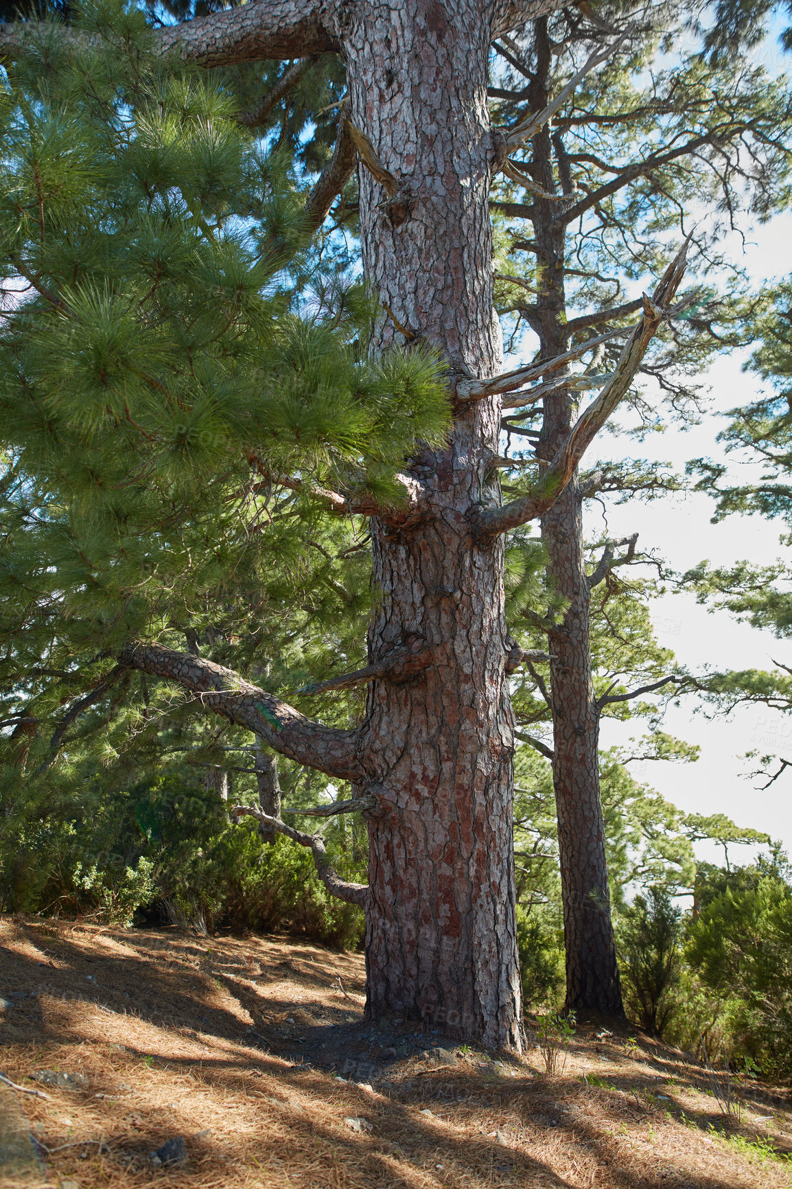 Buy stock photo Pine forest trees in the mountains of La Palma, Canary Islands in Spain. Remote secluded mountain filled with tall green trees for hiking and adventure on holiday. Tourist travel destination