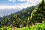 Pine forest in the mountaions of  La Palma