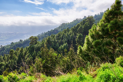 Buy stock photo Beautiful lush green trees growing against blue sky background with copyspace in a peaceful forest. Quiet harmony and beauty in nature found in a hidden, scenic woods with soothing zen and peace 