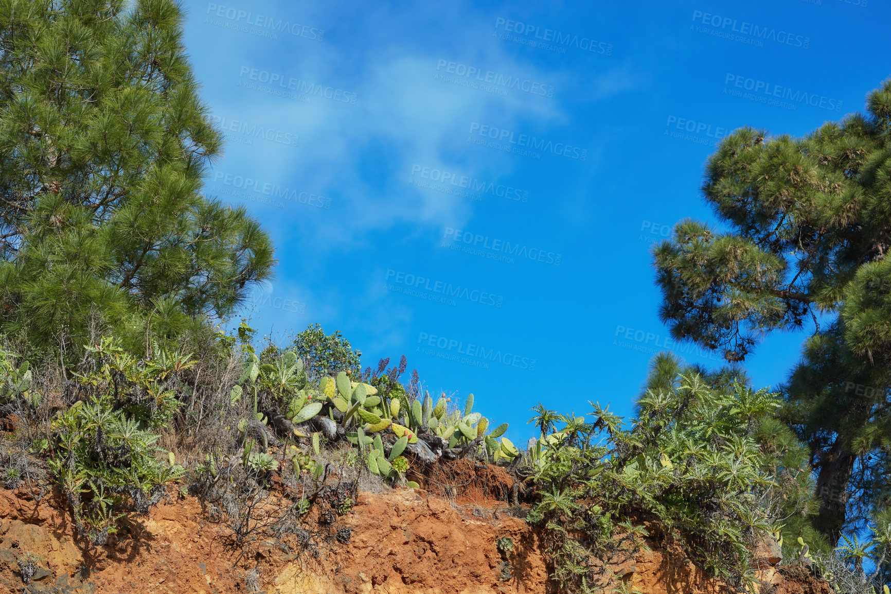 Buy stock photo Lush green forest in the morning, tall pine trees growing with nature in harmony and copyspace. Tranquil with a view of a zen, quiet jungle, soothing nature with fresh air in Canary Islands, Spain