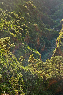 Buy stock photo Landscape of pine trees in the mountains of La Palma, Canary Islands, Spain. Forestry with view of hills covered in green vegetation and shrubs in summer. Lush foliage on mountaintop and forest