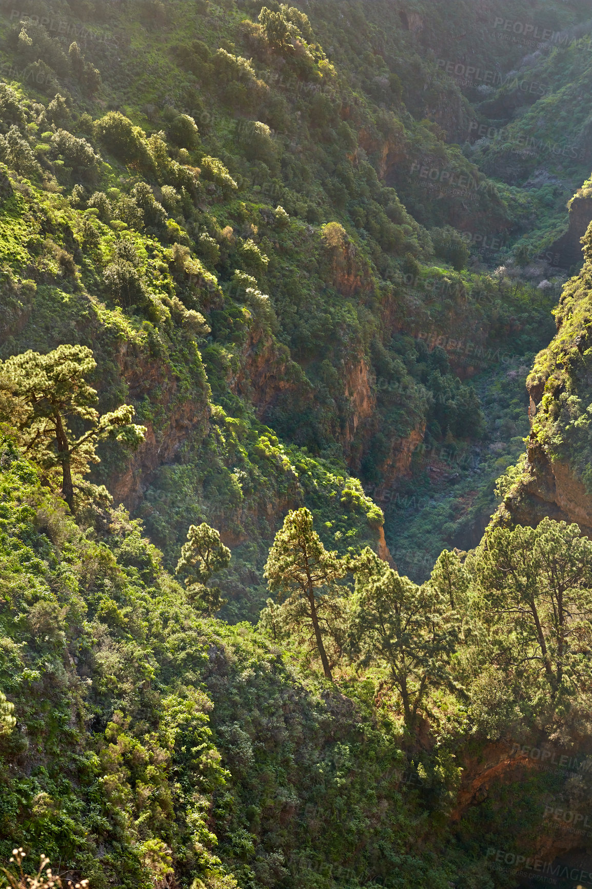 Buy stock photo Landscape of pine trees in the mountains of La Palma, Canary Islands, Spain. Forestry with view of hills covered in green vegetation and shrubs in summer. Lush foliage on mountaintop and forest