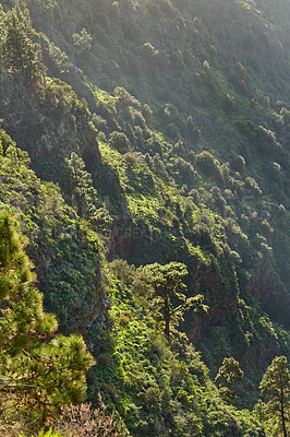 Buy stock photo Landscape of pine trees in the mountains of La Palma, Canary Islands, Spain. Forestry with view of hills covered in green vegetation and shrubs in summer. Lush foliage on mountaintop and forest