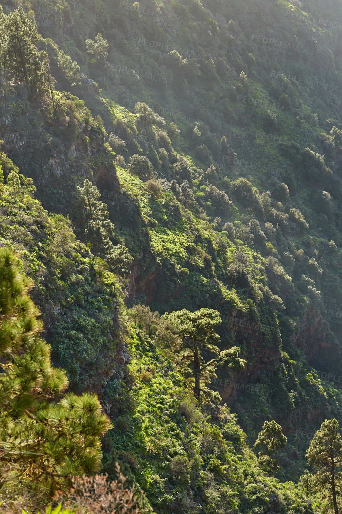 Buy stock photo Landscape of pine trees in the mountains of La Palma, Canary Islands, Spain. Forestry with view of hills covered in green vegetation and shrubs in summer. Lush foliage on mountaintop and forest