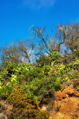 Buy stock photo Green tree plants on the mountains with blue sky copy space. Copyspace landscape of biodiverse nature scenery with lush vegetation growing in the wild forest of La Palma, Canary Islands, Spain