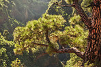 Pine forest in the mountaions of  La Palma