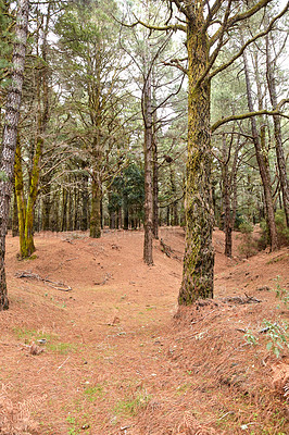 Buy stock photo A forest of pine trees in the mountains of La Palma, Canary Islands in Spain. Remote secluded mountain filled with tall green trees for hiking and adventure on holiday. Tourist travel destination