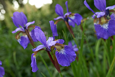 Buy stock photo Purple iris flowers growing in a botanical garden outdoors during spring. Scenic landscape of plants with vibrant colourful petals blossoming in nature. Scenic landscape of beautiful blooms in nature