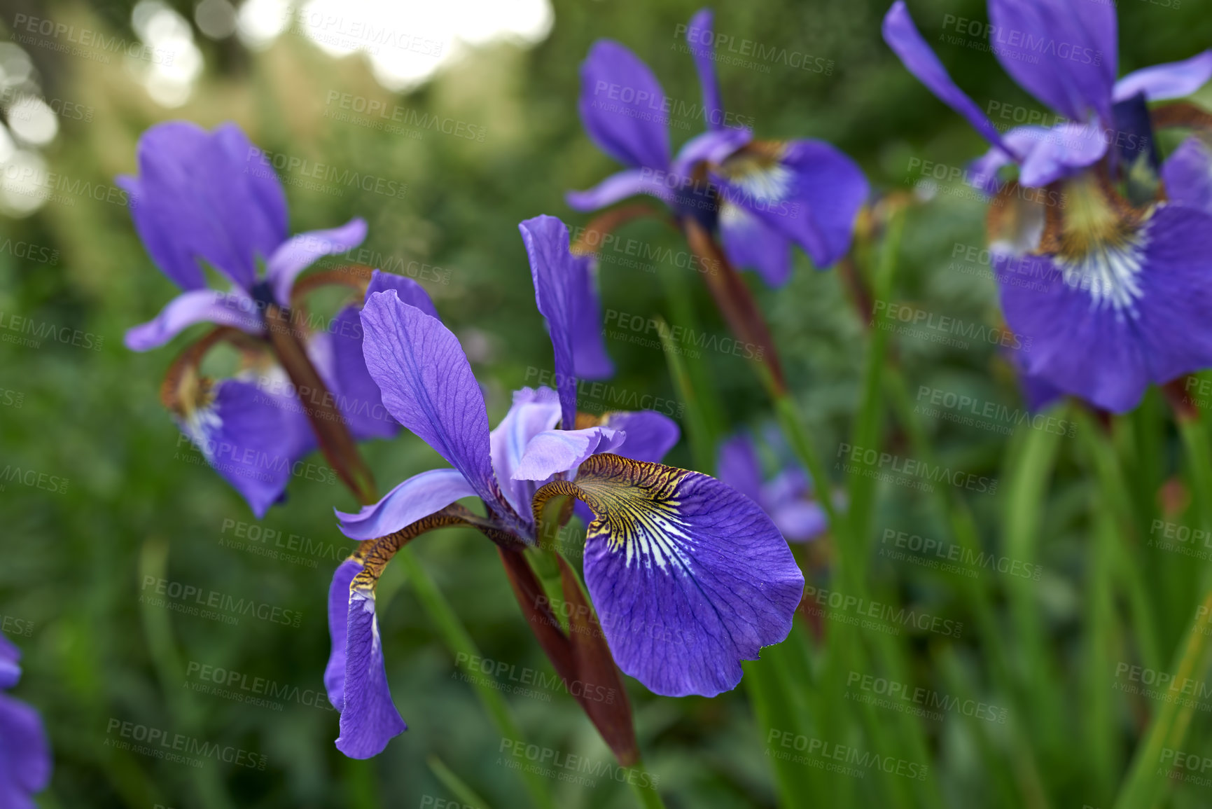 Buy stock photo Purple iris flowers growing in a botanical garden outdoors during spring. Scenic landscape of plants with vibrant colourful petals blossoming in nature. Scenic landscape of beautiful blooms in nature