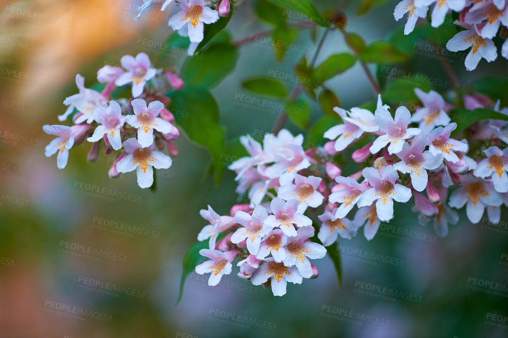 Buy stock photo Closeup of fresh beautybush flowers growing in a green garden in spring with a blurred background. Kolkwitzia Dreamcatcher in harmony with nature. A tranquil, wild flowerbed in a quiet, zen backyard