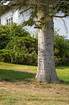 Huge tree in my garden - early spring