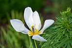 Flowers in our garden