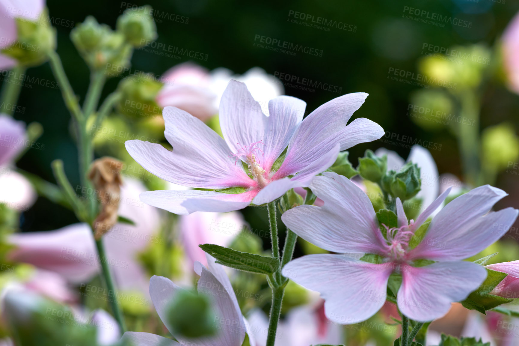 Buy stock photo Malva moschata musk mallow flowers growing in a garden or field outdoors. Closeup of beautiful flowering plants with pink petals blooming and blossoming in nature during a sunny day in spring