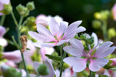 Buy stock photo Malva moschata musk mallow flowers growing in a garden or field outdoors. Closeup of beautiful flowering plants with pink petals blooming and blossoming in nature during a sunny day in spring