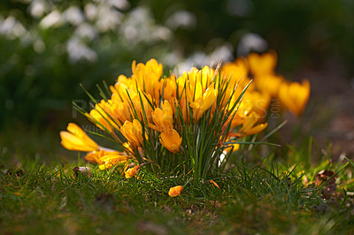 Buy stock photo Yellow crocus flowers growing in a garden or forest meadow outside in the sun. Closeup of a beautiful bunch of flowering mammoth plants with vibrant petals blossoming in nature during spring