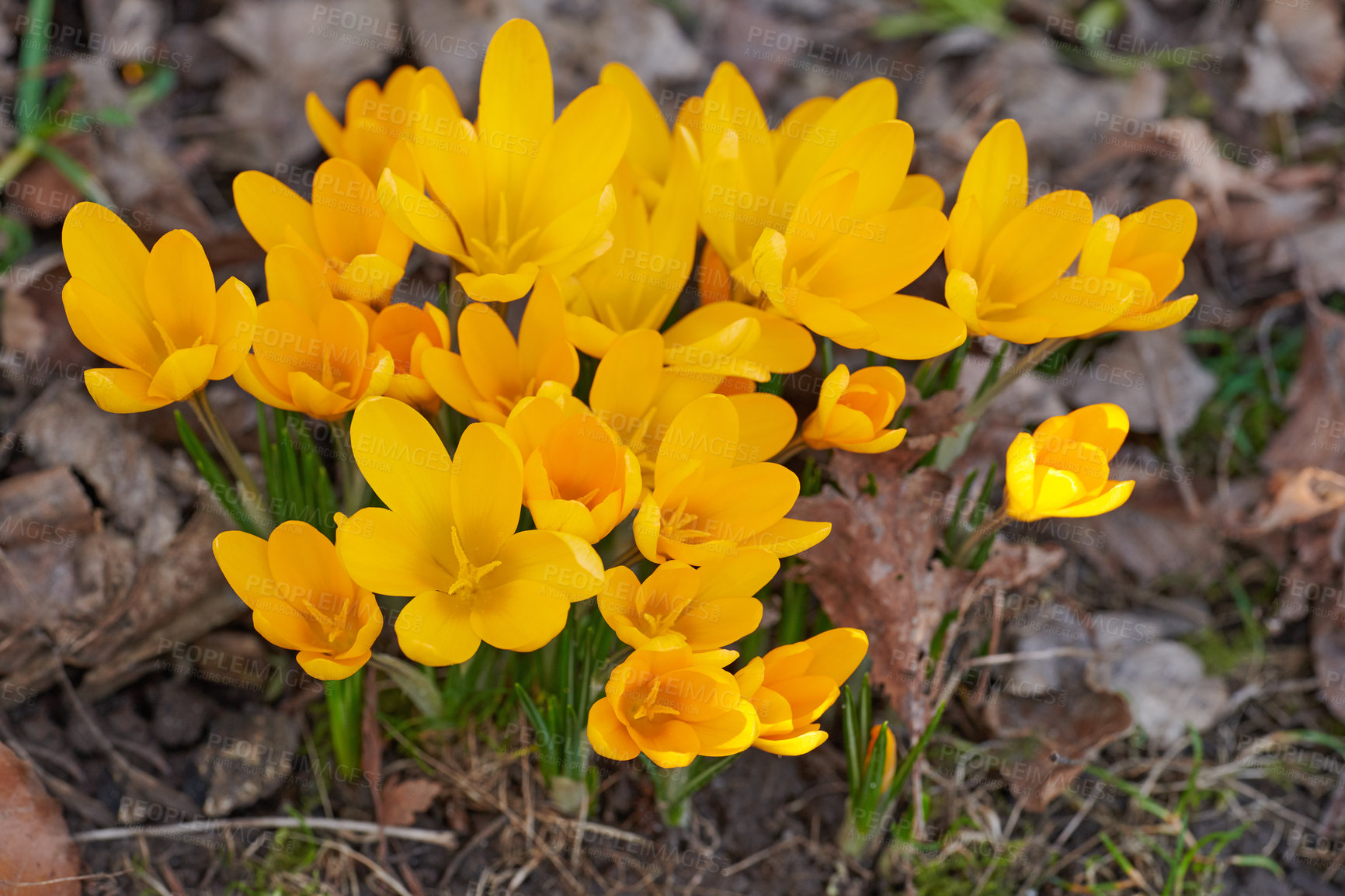 Buy stock photo Yellow crocus flavus flowers growing in a garden or forest outside from above. Closeup of a beautiful bunch of flowering plants with vibrant petals and colorful buds blooming in nature during spring