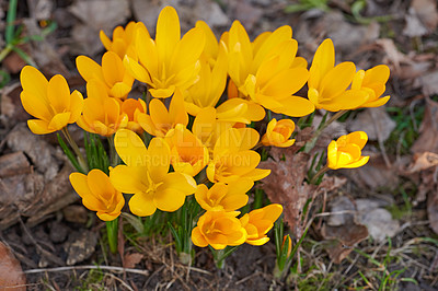 Buy stock photo Yellow crocus flavus flowers growing in a garden or forest outside from above. Closeup of a beautiful bunch of flowering plants with vibrant petals and colorful buds blooming in nature during spring