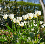 White tulips in my garden