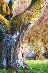 Huge tree in my garden - early spring