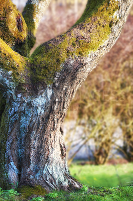 Buy stock photo A garden of all seasons