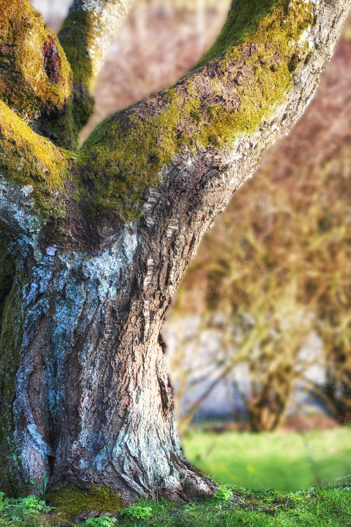 Buy stock photo A garden of all seasons