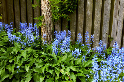 Buy stock photo Closeup of fresh blue bell growing in a green garden in spring with a wooden fence background. Macro details of flowers in harmony with nature. A tranquil, wild flower bed in a quiet, zen backyard