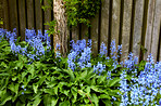 Bluebells in our informal garden