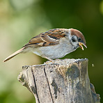 Sparrow