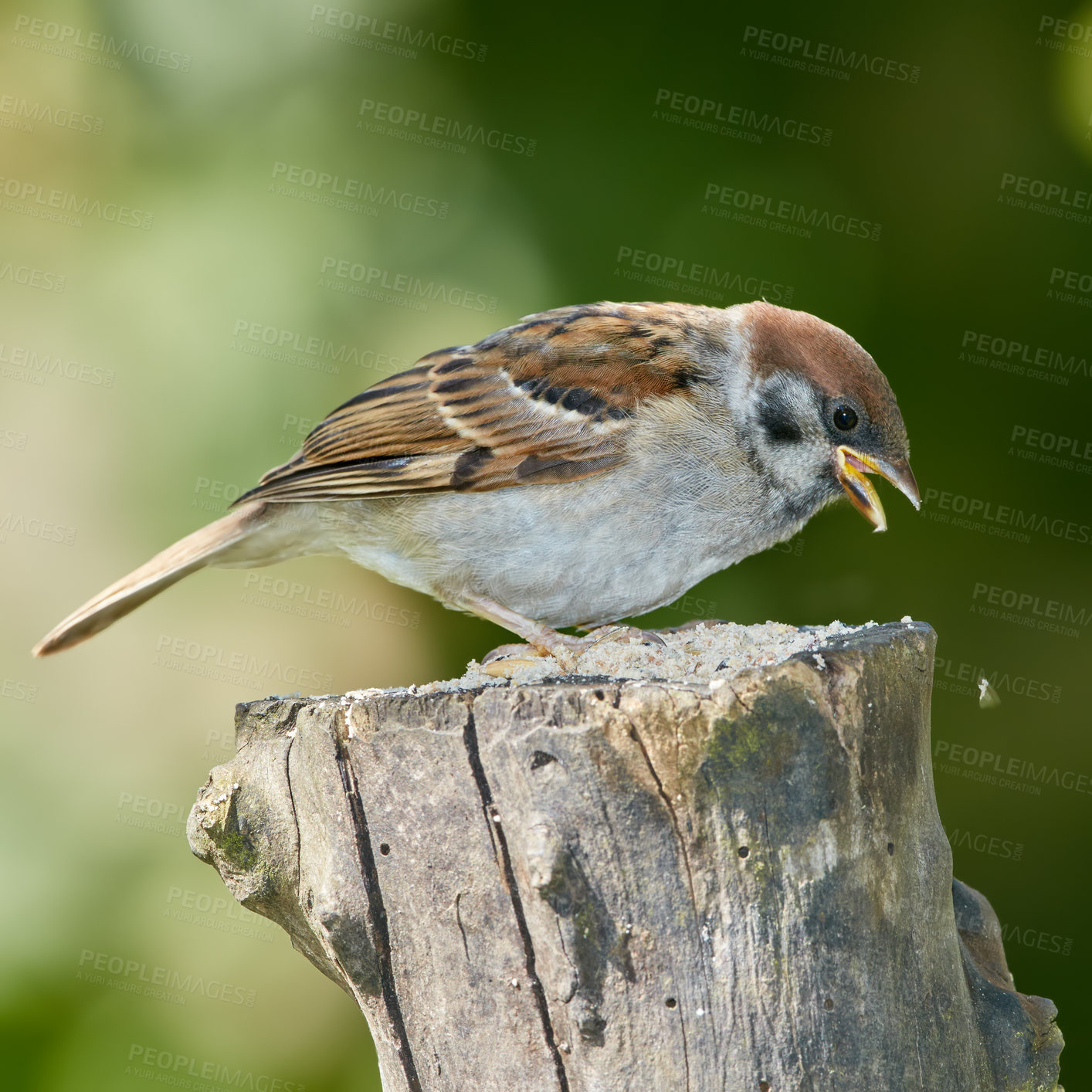 Buy stock photo Sparrows are a family of small passerine birds, Passeridae. They are also known as true sparrows, or Old World sparrows, names also used for a particular genus of the family, Passer