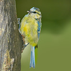 The Great Tit - Parus major