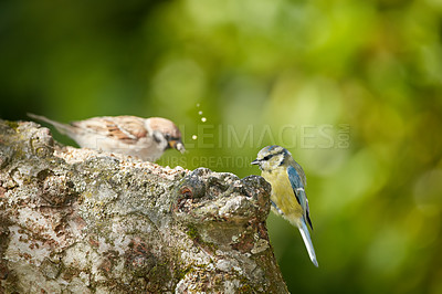 Buy stock photo The Eurasian blue tit is a small passerine bird in the tit family Paridae. The bird is easily recognisable by its blue and yellow plumage. 