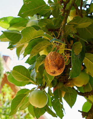 Buy stock photo A photo of tasteful and beautiful apples