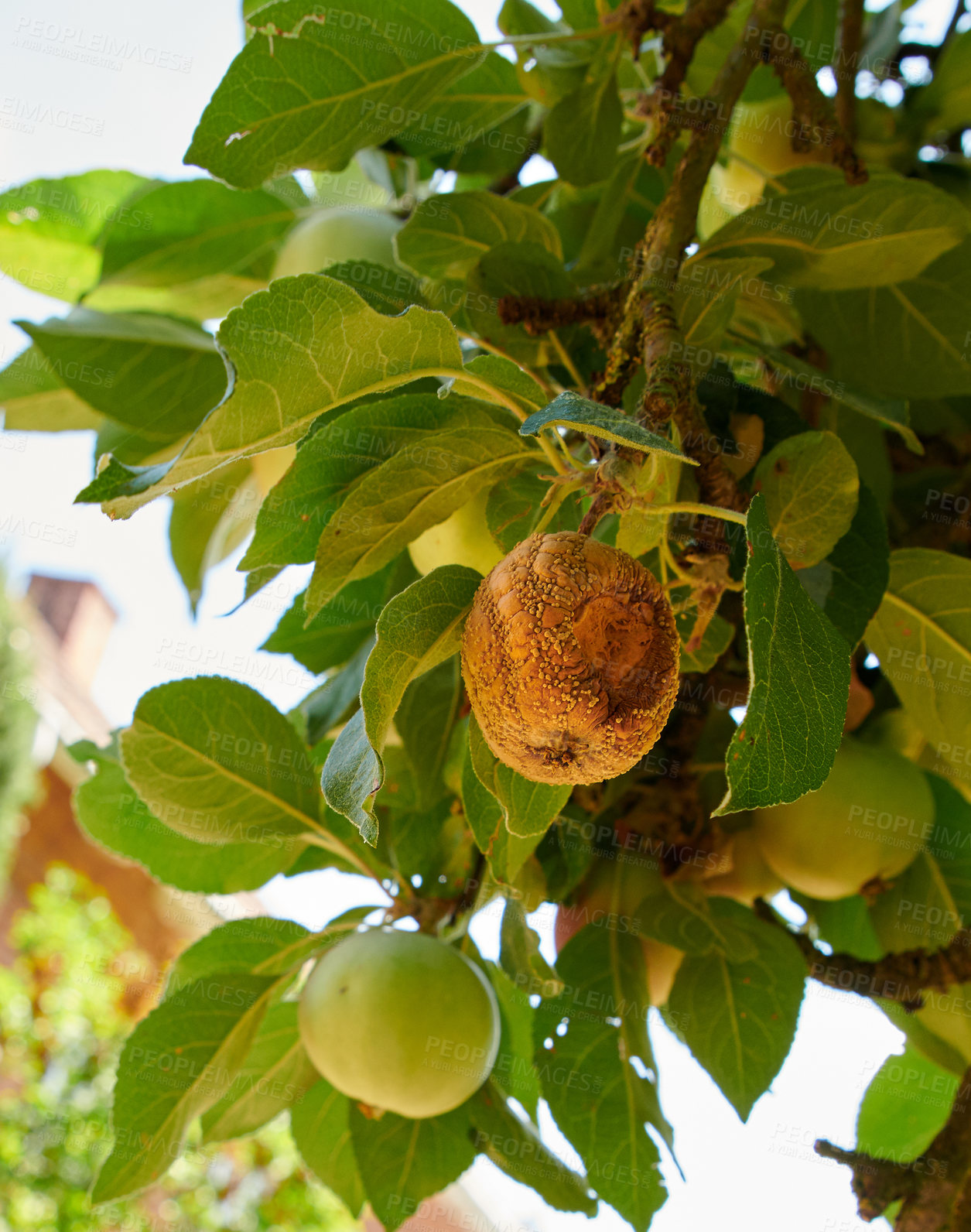 Buy stock photo Rotten apple, tree and food outdoor for agriculture, organic production and fungal growth. Farming, leaves and spoiled fruit with bad crop, disease and mold on plants with decay in orchard in nature